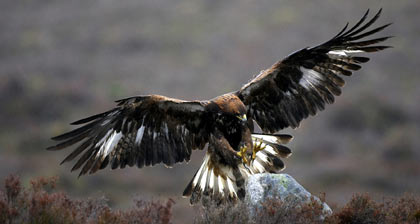 Wildlife holidays in Scotland