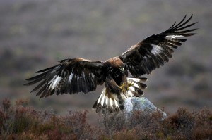 How to spot Golden Eagles in Scotland
