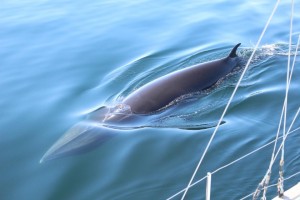 Hebridean Wildlife; sightings soar for harbour porpoises