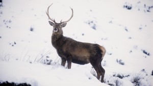 Winter Wildlife: How to recognise those tracks