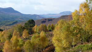 Trees for Life conservation charity release spectacular video - See more at: http://www.wildernessscotland.com/?p=11606&preview=true#sthash.DDwdZnUA.dpuf