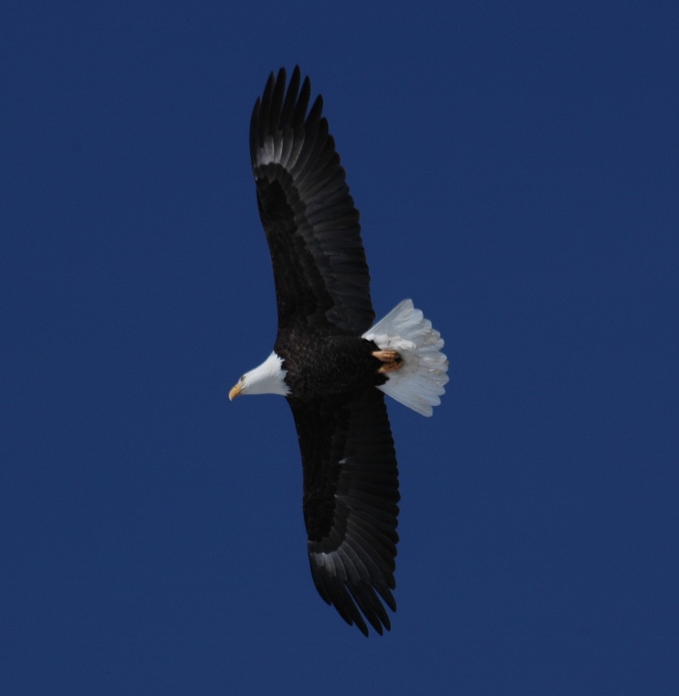 How to spot White-Tailed/Sea Eagles in Scotland