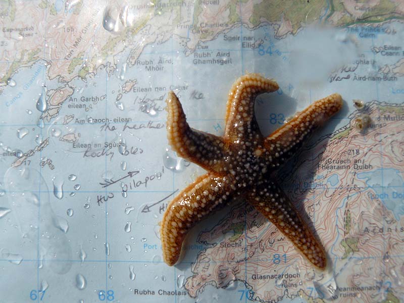 Alex Wainwright SKKT June 11 Starfish