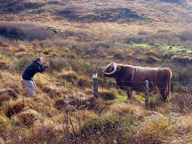 Face to Face with a Highland Cow Face to Face with a Highland Cow