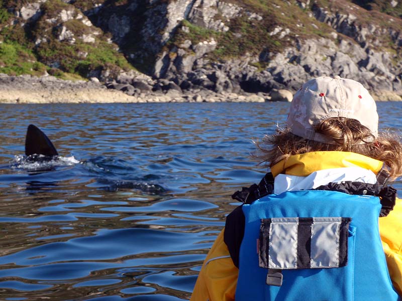 Sea kayaking with basking sharks Sea kayaking with basking sharks