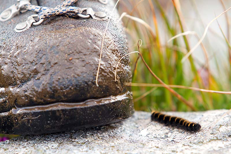 How to identify a caterpillar How to identify a caterpillar