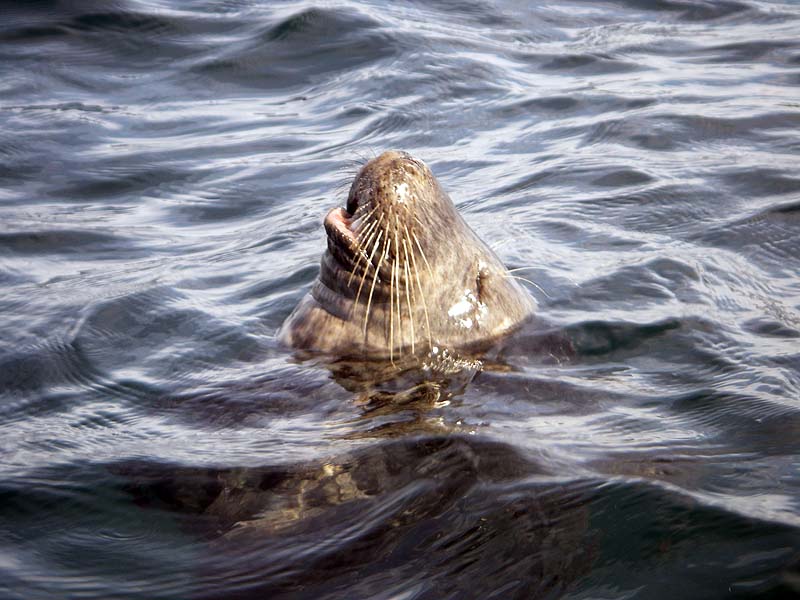 Grey Seal Sleeping Grey Seal Sleeping