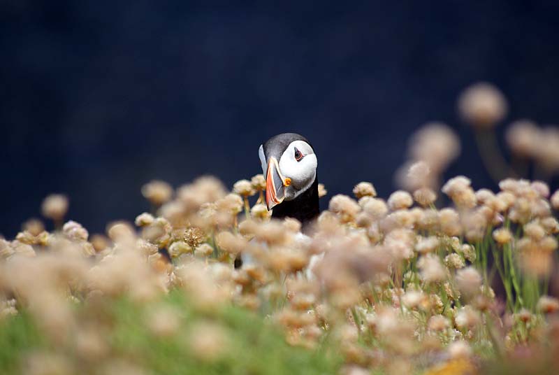 Puffin on Handa Island Puffin on Handa Island