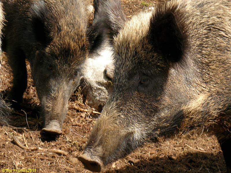 Wild Boar Dundreggan Wild Boar Dundreggan