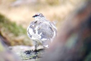 Scotland's winter wildlife