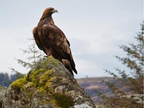 Wildlife Holiday Scottish Highlands Wilderness Scotland