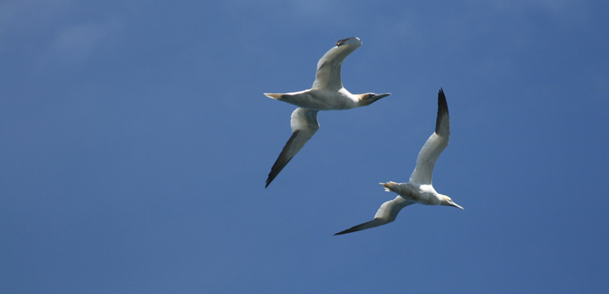 Gannets
