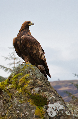 the relationship between the sea eagle and vultures Between 1276 and 1178 bc, a confederation of pirates known collectively as the sea peoples terrorized the coastal cities and civilizations of the eastern mediterranean for the most part, these pirates, who were the bronze age precursors to the vikings of scandinavia, preyed upon egypt, which at. the relationship between the sea eagle and vultures Between 1276 and 1178 bc, a confederation of pirates known collectively as the sea peoples terrorized the coastal cities and civilizations of the eastern mediterranean for the most part, these pirates, who were the bronze age precursors to the vikings of scandinavia, preyed upon egypt, which at.