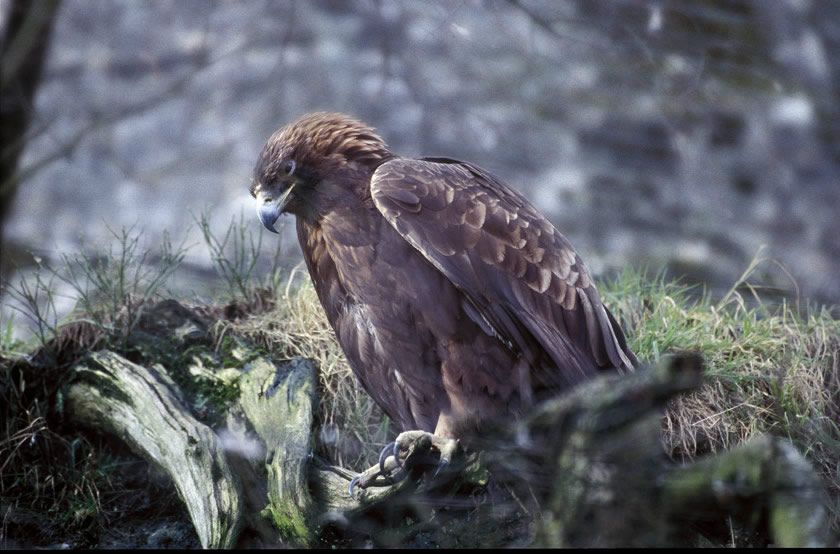 5 Essential Tips How To Spot Golden Eagles In Scotland