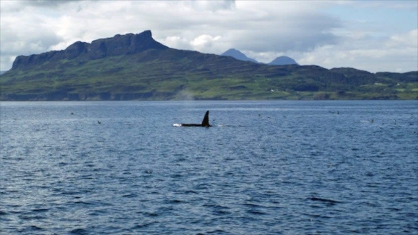 How to spot Killer Whales (Orcas) in Scotland