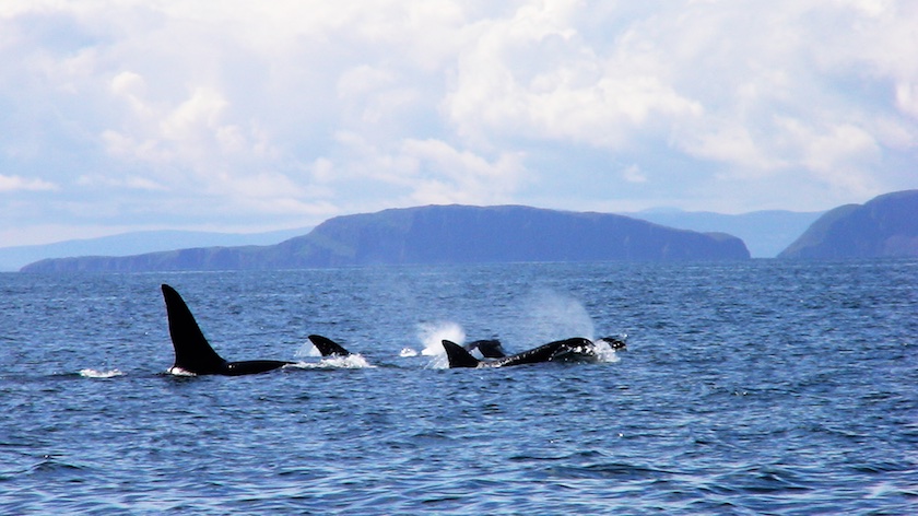 Hebridean Wildlife; sightings soar for harbour porpoises