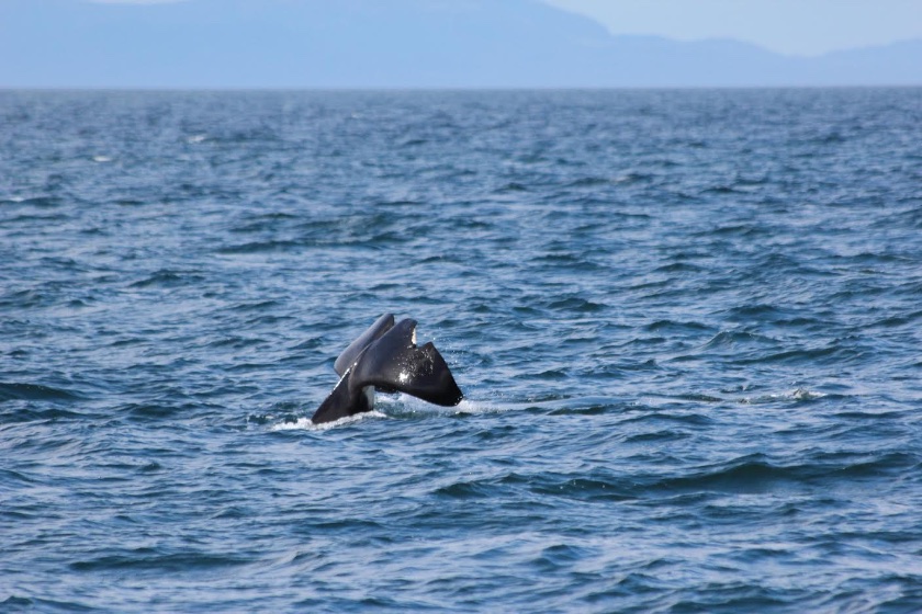 Hebridean Wildlife; sightings soar for harbour porpoises