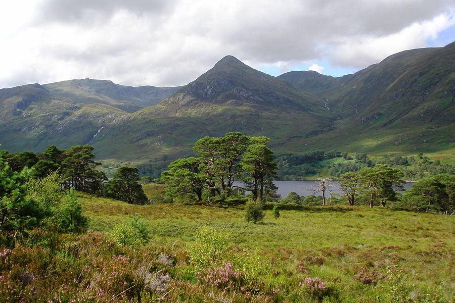 Glen Affric – Caledonian Forest restoration – Restore Our Planet