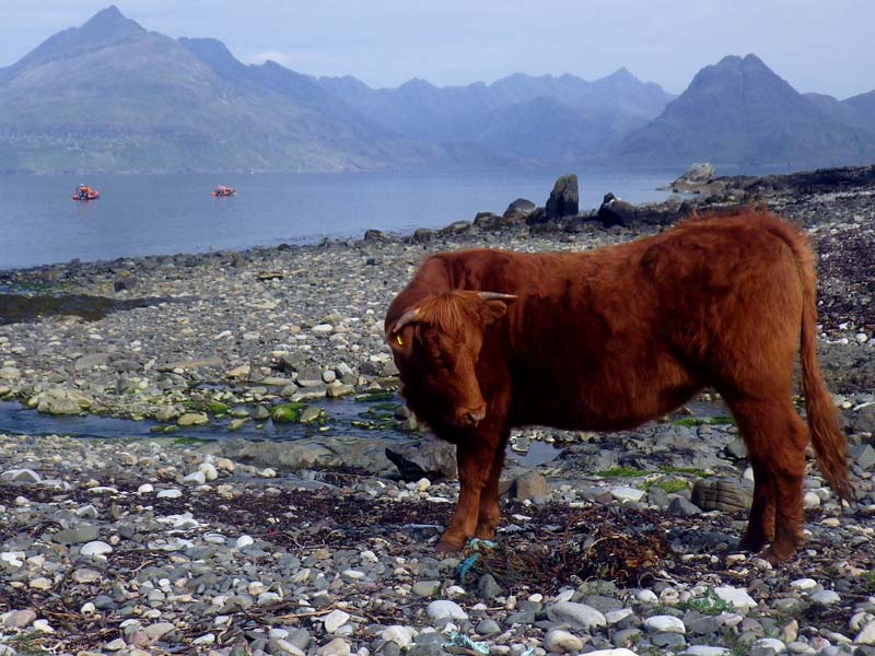 Isle of Skye Walking Tour - 40+ 5 Star Reviews - Recommended by