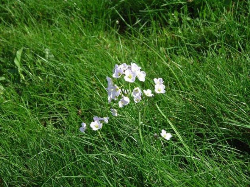 Scottish Flowers to Look for in Spring Wilderness Scotland