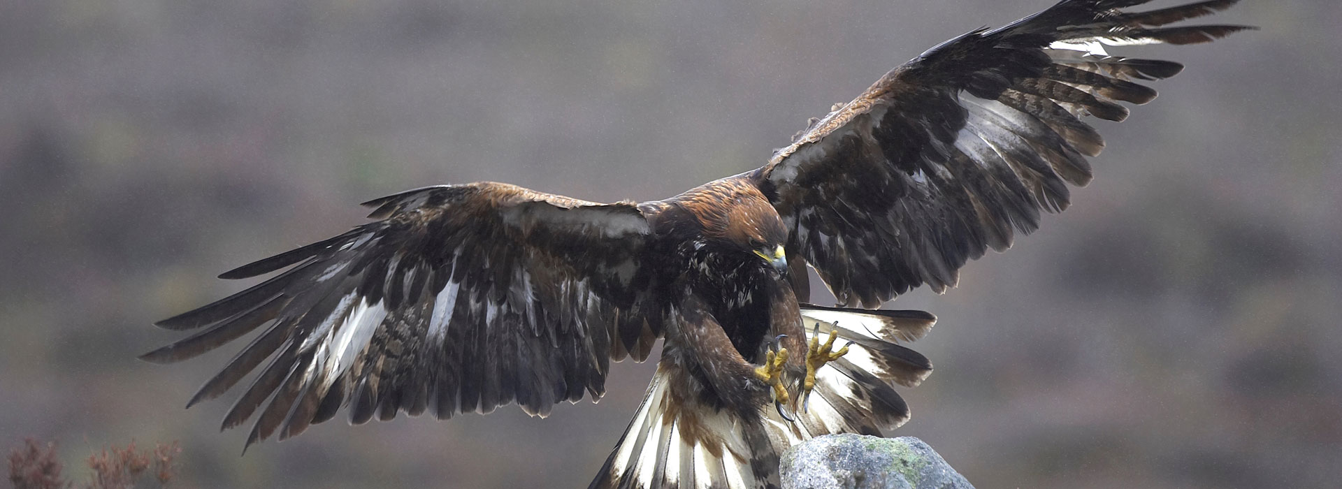5 Essential Tips How To Spot Golden Eagles In Scotland