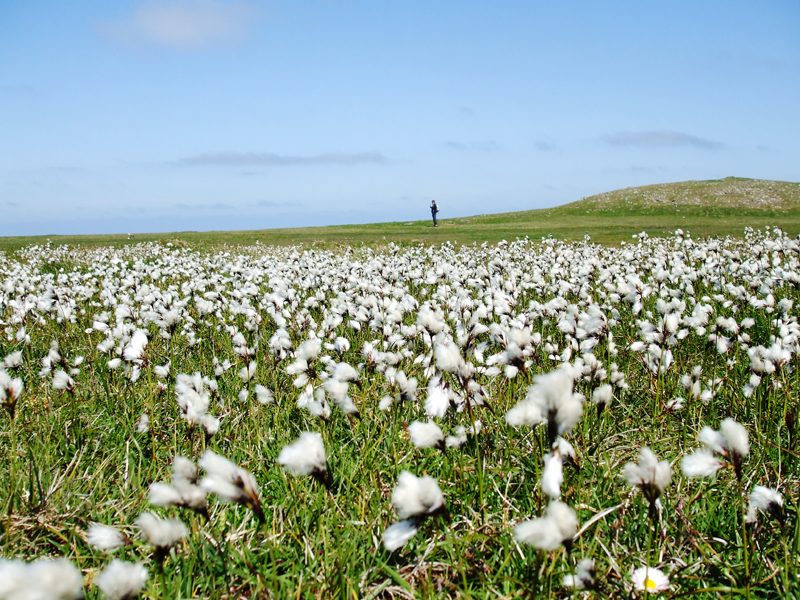Bog cotton