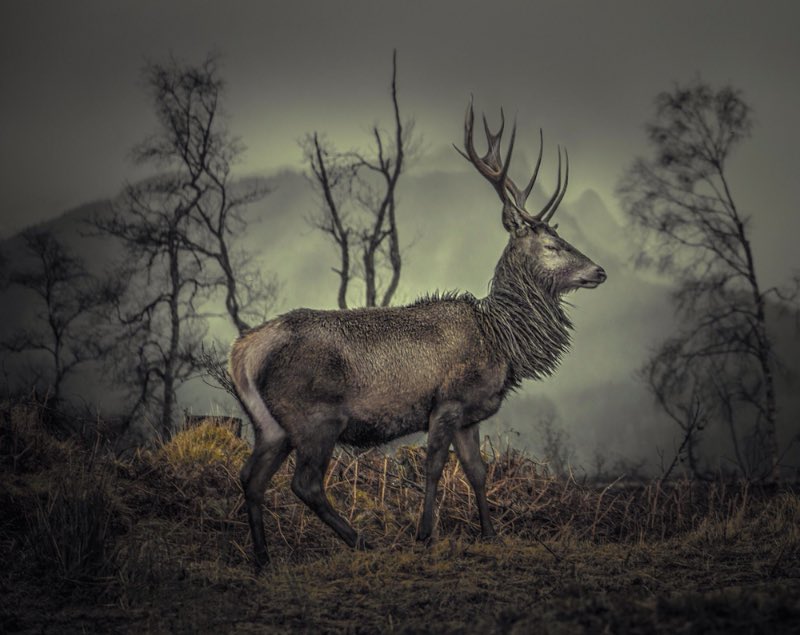 Love wilderness photo competition (1)