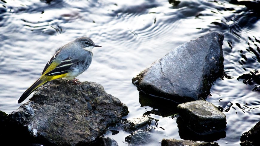 On a wing and a prayer- The UK's Most Endangered Birds