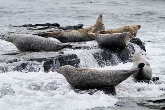 orkney islands wildlife tours