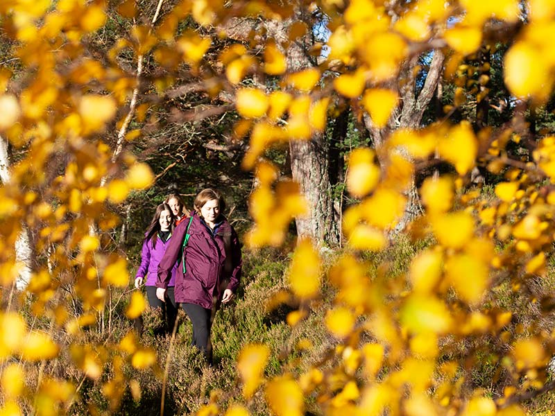 Three walkers stroll along a path surrounded by vibrant autumn leaves.