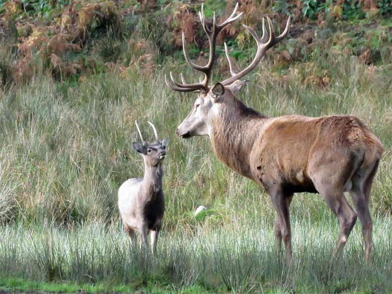 stags