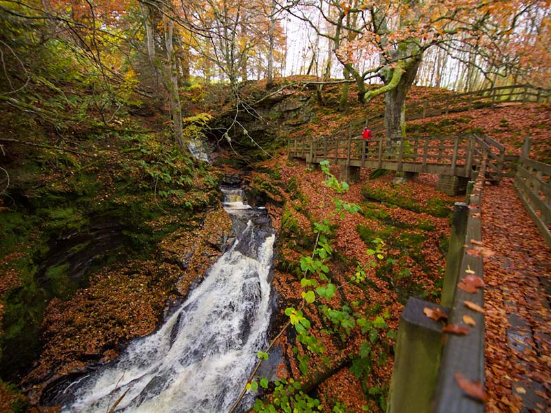 A waterfall gushing through a forest.