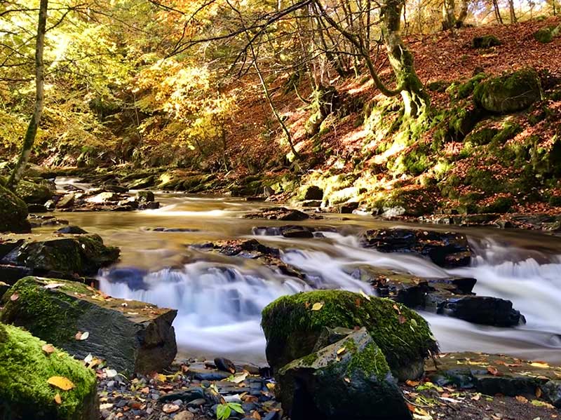 A woodland stream rushes over mossy rocks and through a sunlight autumnal woodland.