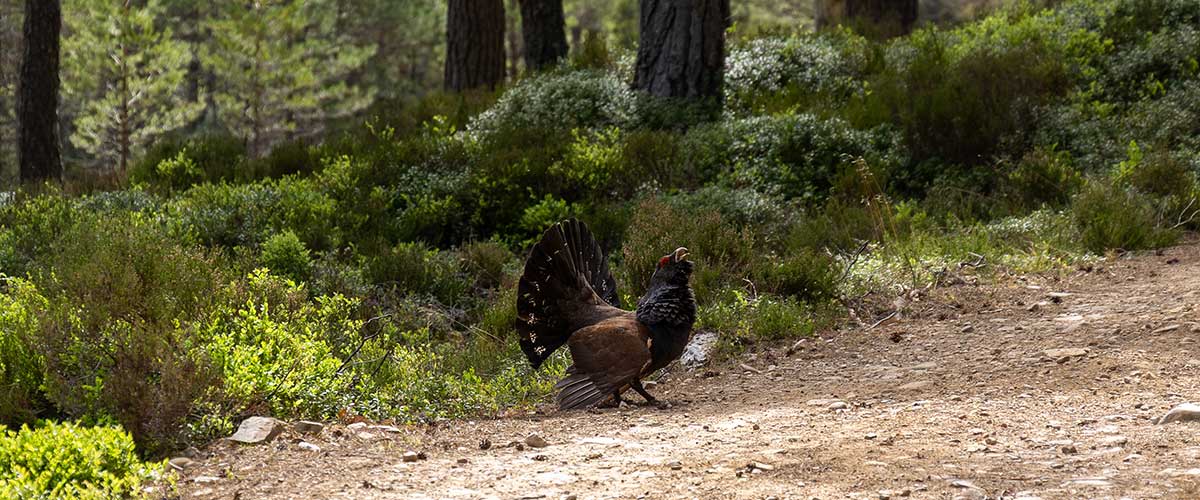 The rare and iconic Western Capercaillie wandering in a forest.