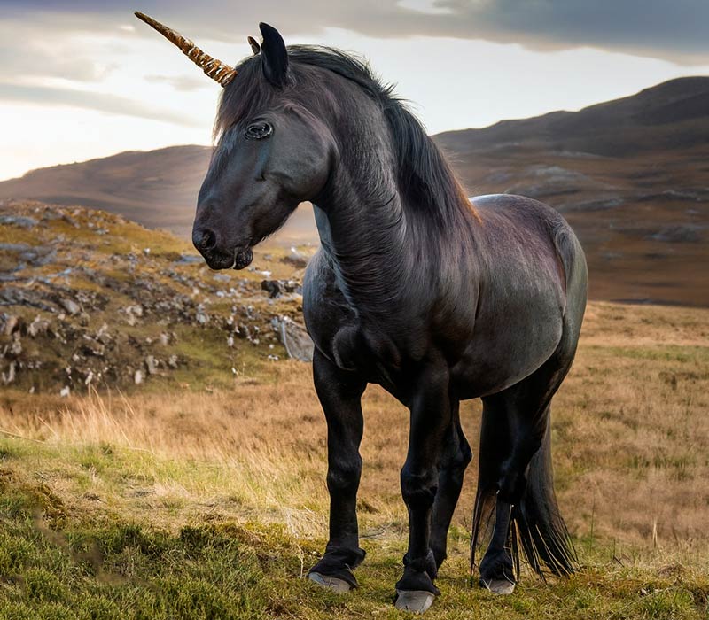 Why Is the Unicorn Scotland’s National Animal Wilderness Scotland