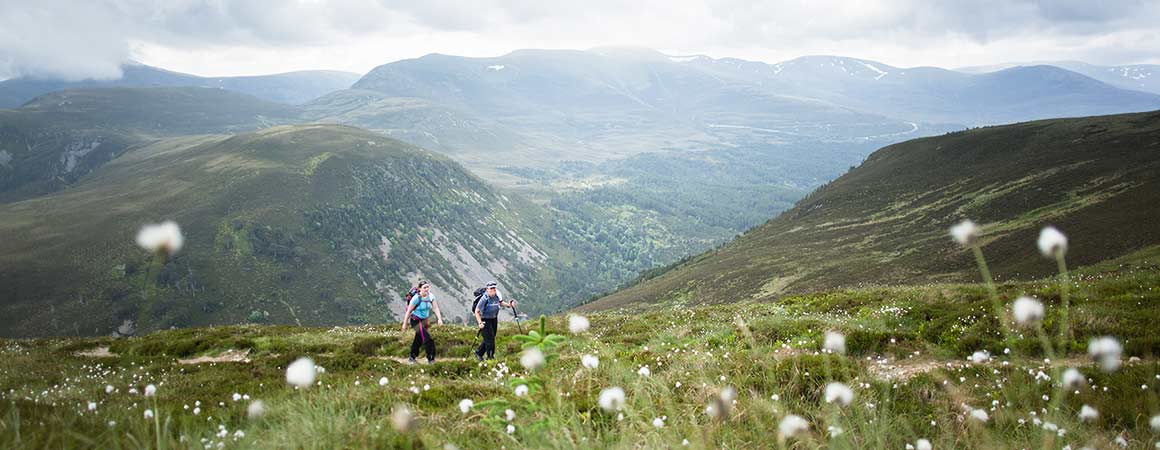 Hiking amongst flowers on a mountain ridge