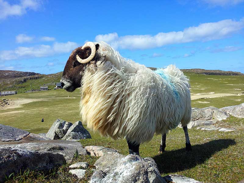 A sheep standing proud in a windswept landscape.