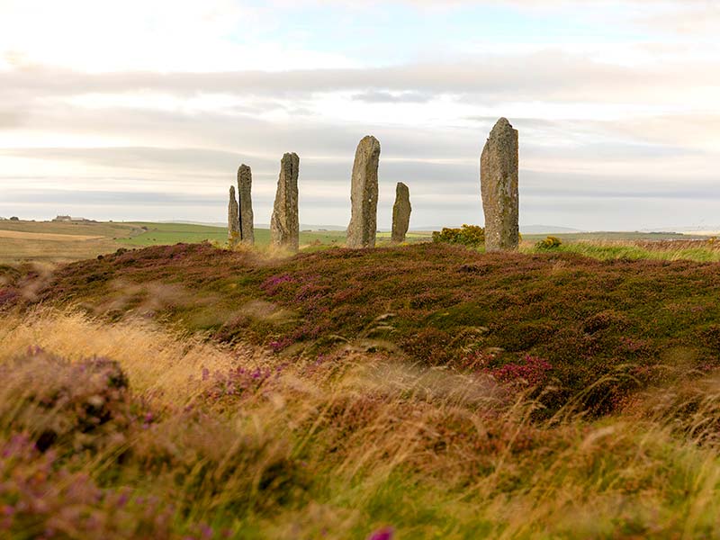 A stone circle rising up from a field of golden heather and grasses.
