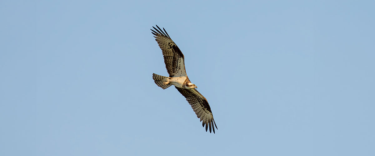 Osprey flying high in the sky.