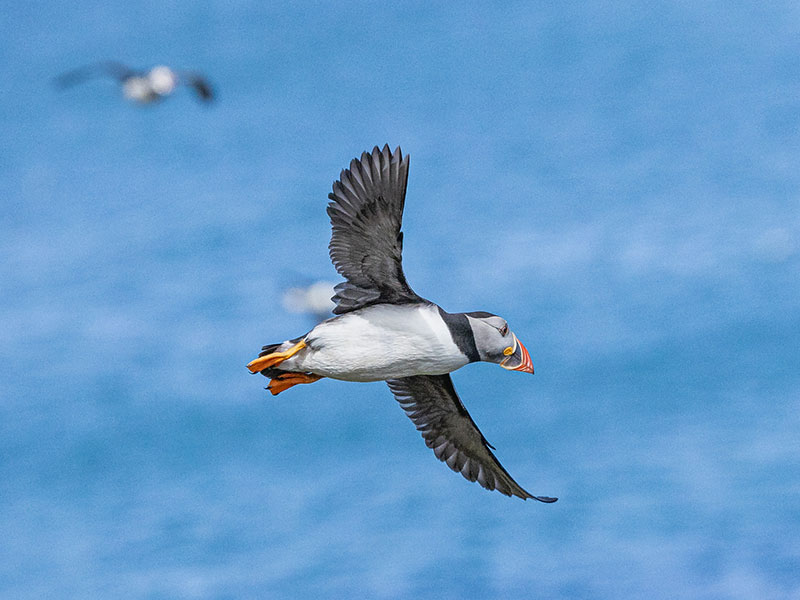 Puffins