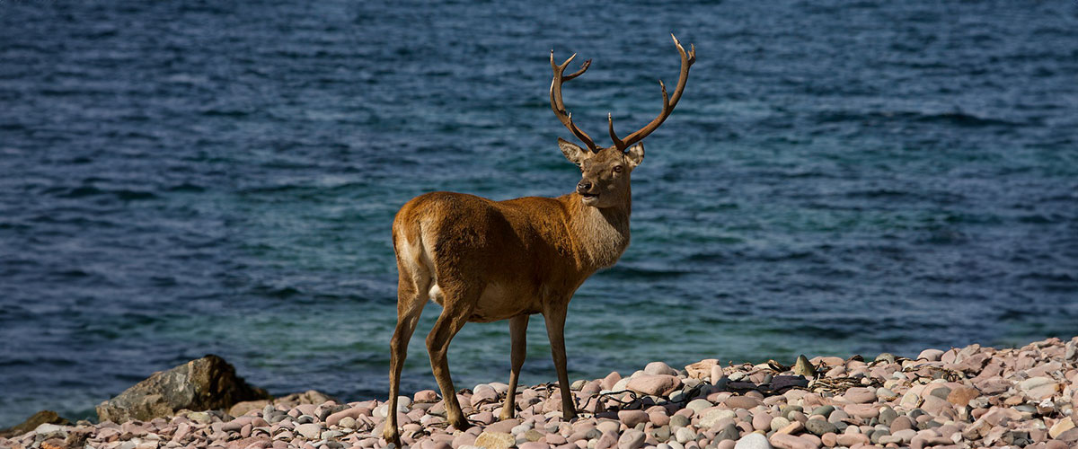 A red deer stag with large antlers stands on a rocky beach next to the blue water of a sea or large loch. 