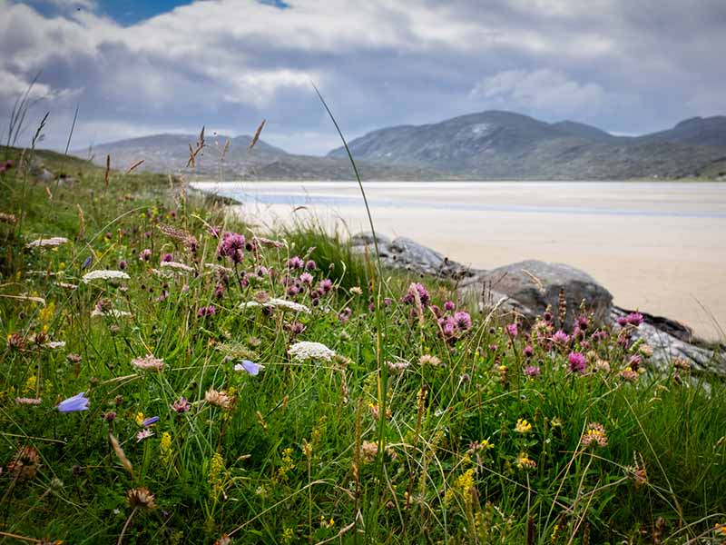 Machair wildflowers in the foreground of a very white beach
