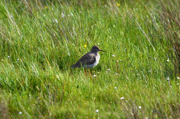 Orkney Wildlife - Learn what to look for and where: Wilderness Scotland