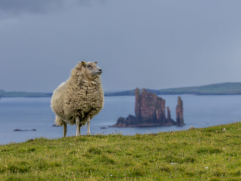 Sheep, Shetland