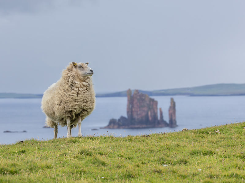 Shetland sheep grazing on coastal cliffs with sea stacks in the background.