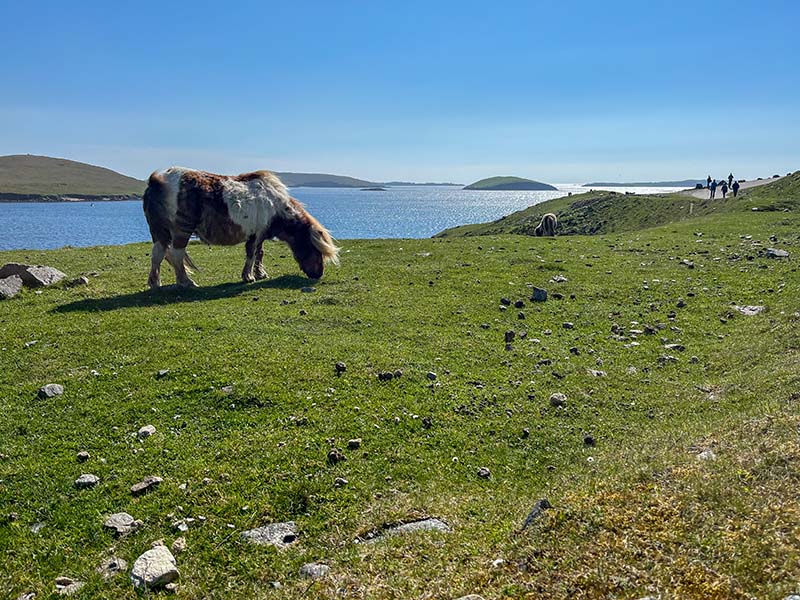 Shetland Pony Grazing