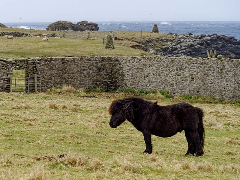 Shetland Pony Roaming