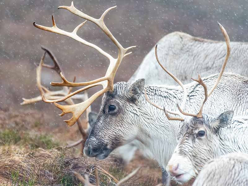 reindeer with big horns in a gentle blizzard
