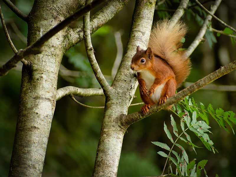 Red squirrel in the woods