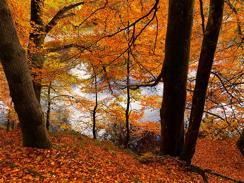 Trees with bright orange leaves, carpeted woodland floor next to a river